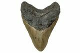 Fossil Megalodon Tooth - North Carolina #355831-1